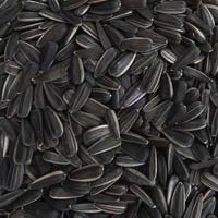 Black Sunflower Seeds