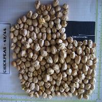 Chickpeas Seed