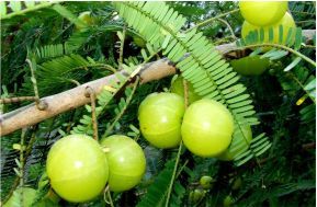 Amla Powder