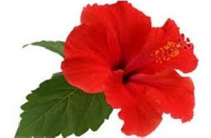 Hibiscus Flower