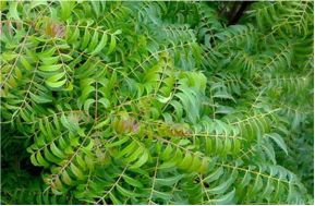 Neem Leaves Powder