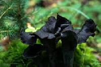 Black Mushroom