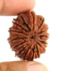 16 Mukhi Nepali Rudraksha