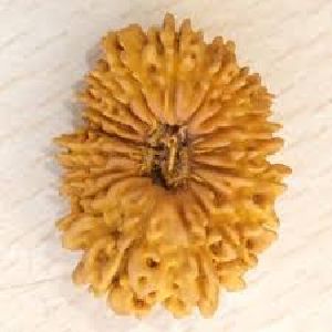 18 Mukhi Nepali Rudraksha