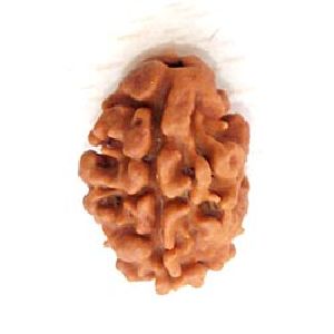 2 Mukhi Nepali Rudraksha