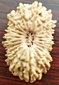 21 Mukhi Nepali Rudraksha