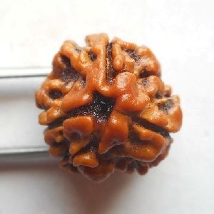 3 Mukhi Nepali Rudraksha