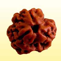 3 Mukhi Rudraksha