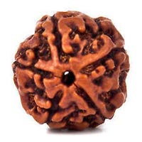 5 Mukhi Rudraksha