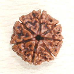 7 Mukhi Nepali Rudraksha