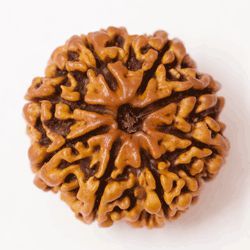 8 Mukhi Nepali Rudraksha