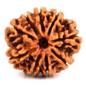 9 Mukhi Nepali Rudraksha