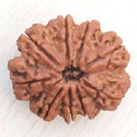 9 Mukhi RUdraksh