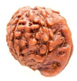 Ganesh Nepali Rudraksha