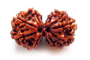 Gauri Shankar Nepali Rudraksha