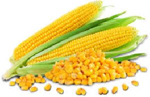 Yellow Maize