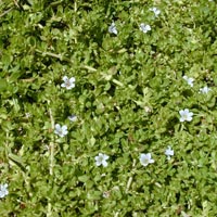 Bacopa Monniera Extract(bacosides A&b 20%, 50%)