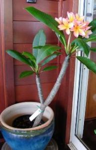 Plumeria Plant