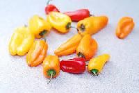 Bell Peppers