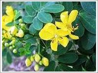 Cassia Seeds