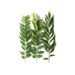 Organic Curry leaves