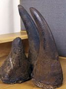 Rhino Horns