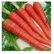 Red Carrot