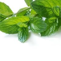 Mint Terpenes