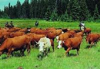 Cattle