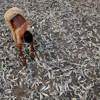 Dried Fish