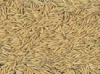 Rice Seed