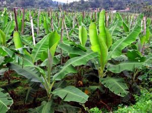 Banana Leaves