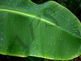 India Banana Leaf