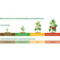 Micronutrients Fertilizer