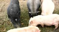 fresh farm pigs