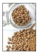 Coriander Seeds