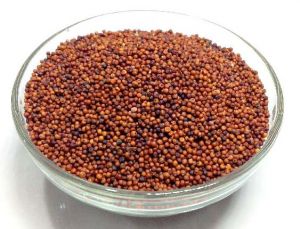 Ragi Millet Seeds