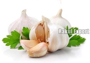 Garlic