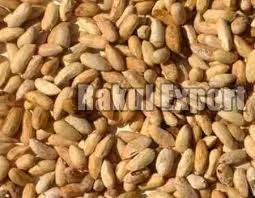 Neem Seeds