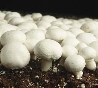 mushroom product