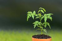 Neem Plant