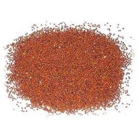 Ragi Seeds