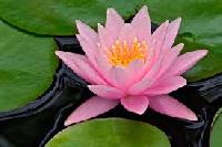 Lotus Flower