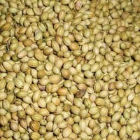 Coriander Seeds