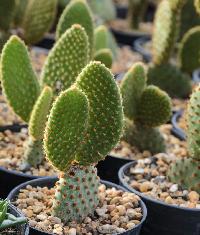 Cactus Plants