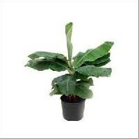 Tissue Culture Banana Plant