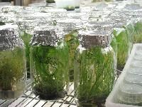 Tissue Cultured Plants