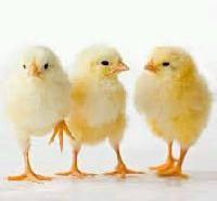 old broiler chicks