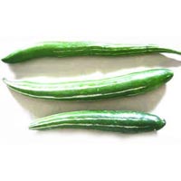 Snake Gourd