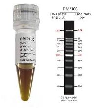 dna ladder